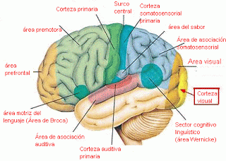 neuro3