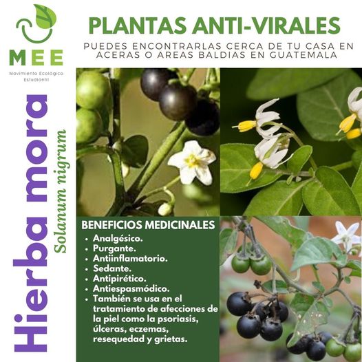 hierba mora
