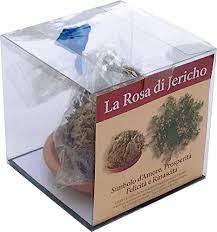 rosa jerico2