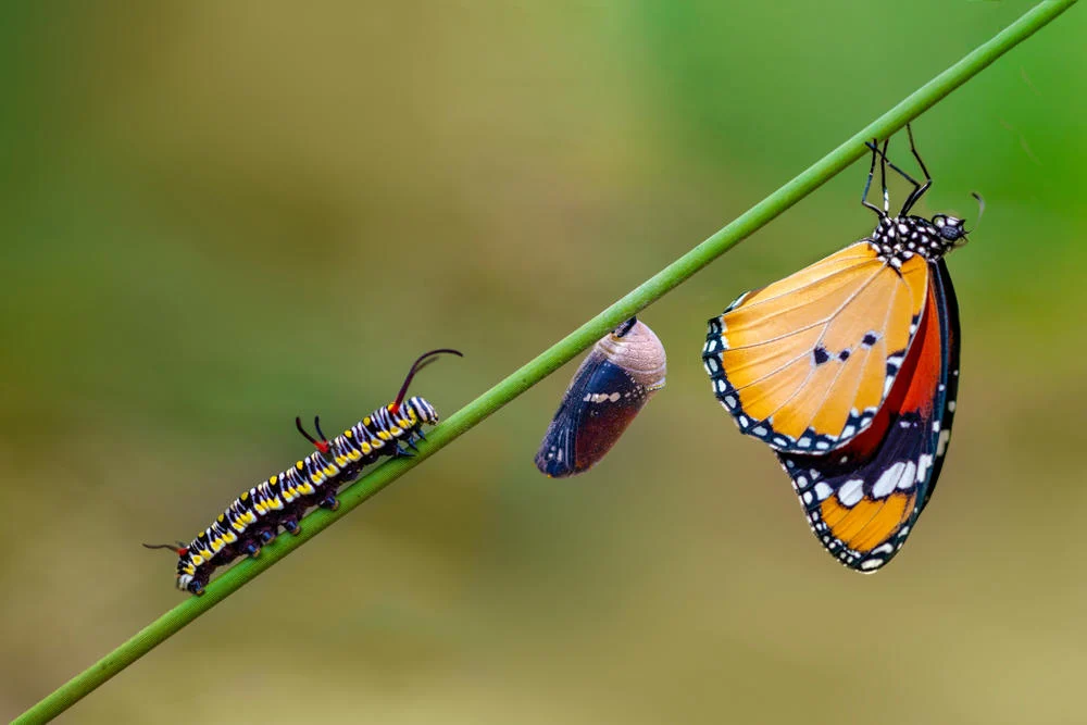 mariposa2
