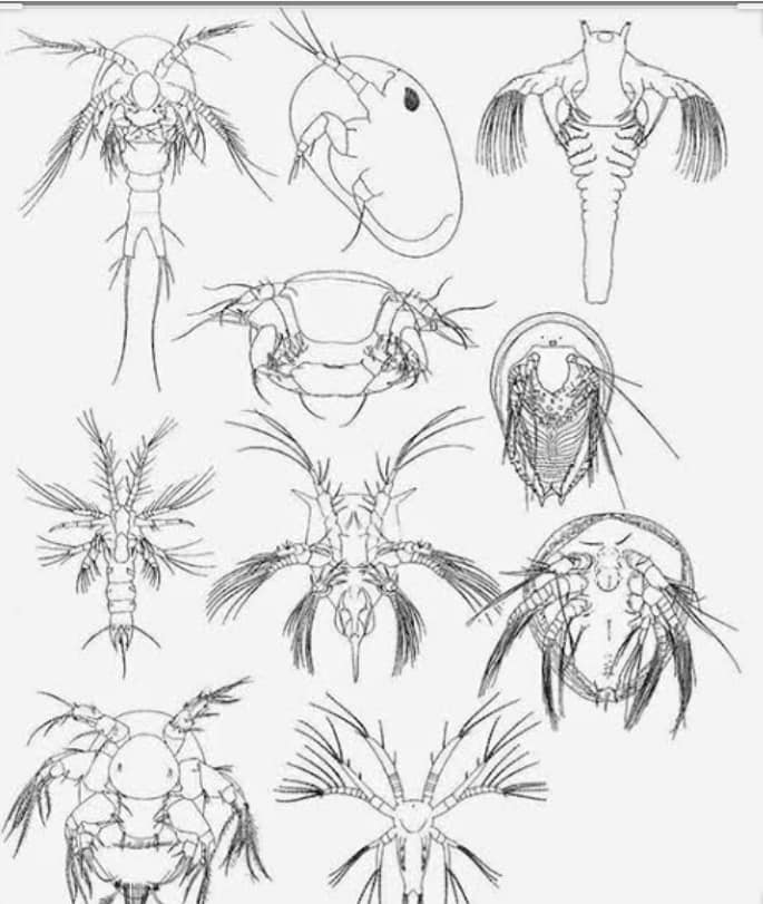 larva2