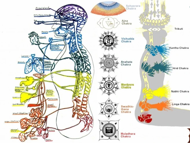 chakras17 columna