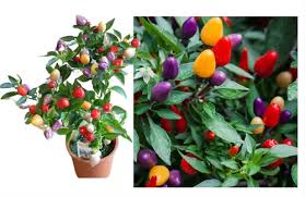 Mata de aji para la protección