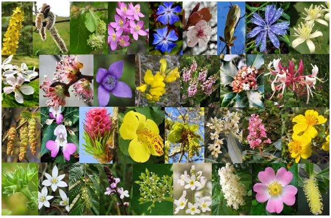 flores bach